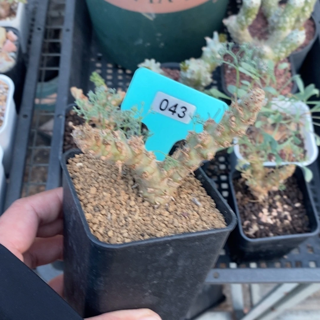 白皮越界多肉植物