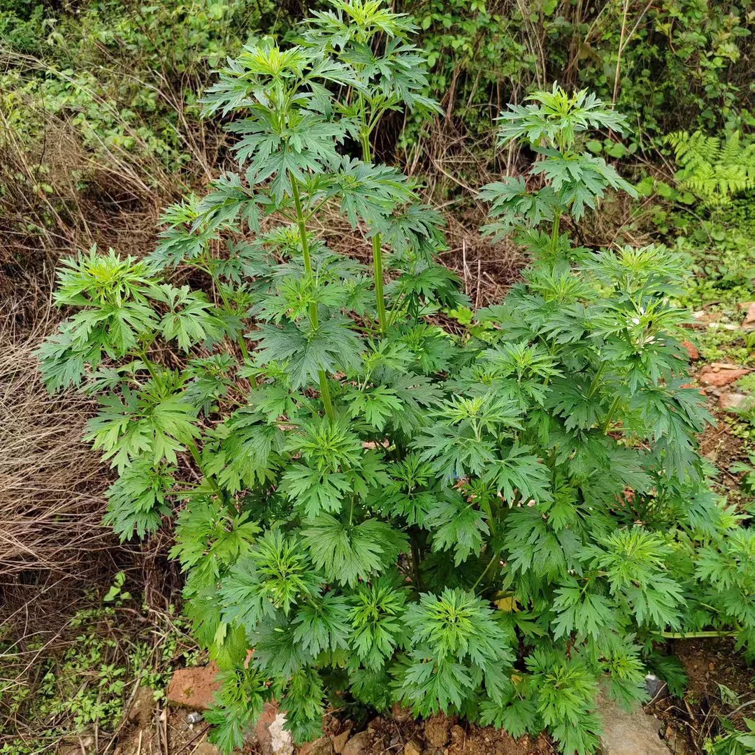 沂蒙山陆地新鲜益母草现采现发鲜益母草