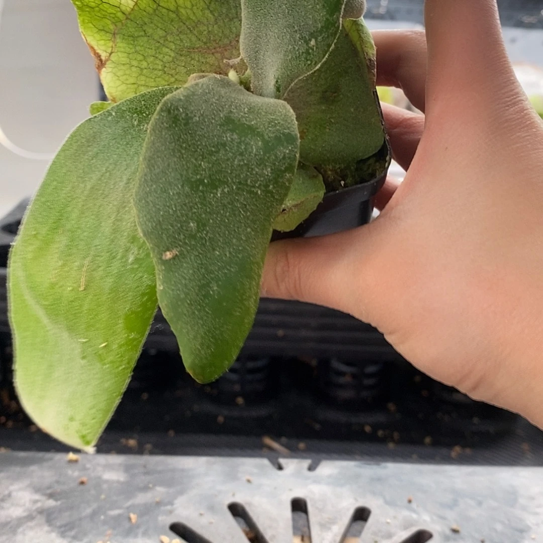 无花朵白爪哇鹿角蕨