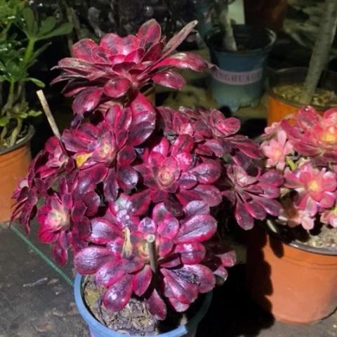 香奈儿多肉植物044