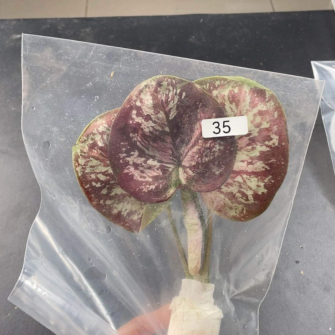 完全开放35贝壳袋装