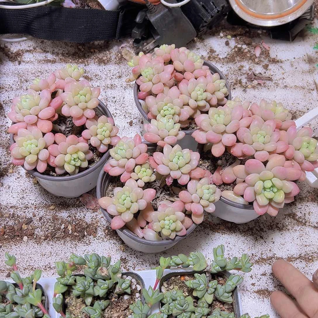 9厘米盆粉洛可可19包邮