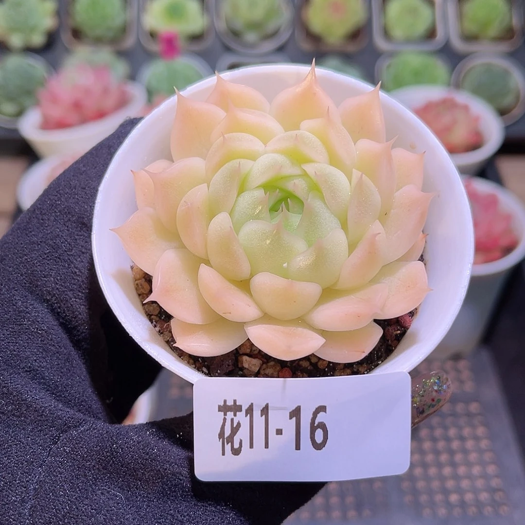 花利美11-16麦秆单头