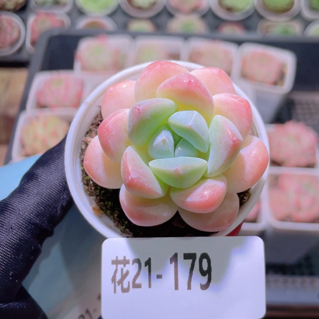 花利美21-179皓月