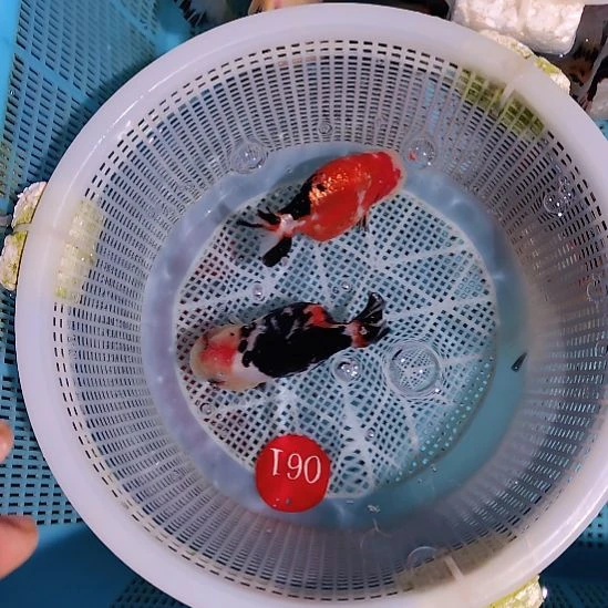 金鱼061兰寿两只特价顺丰包邮