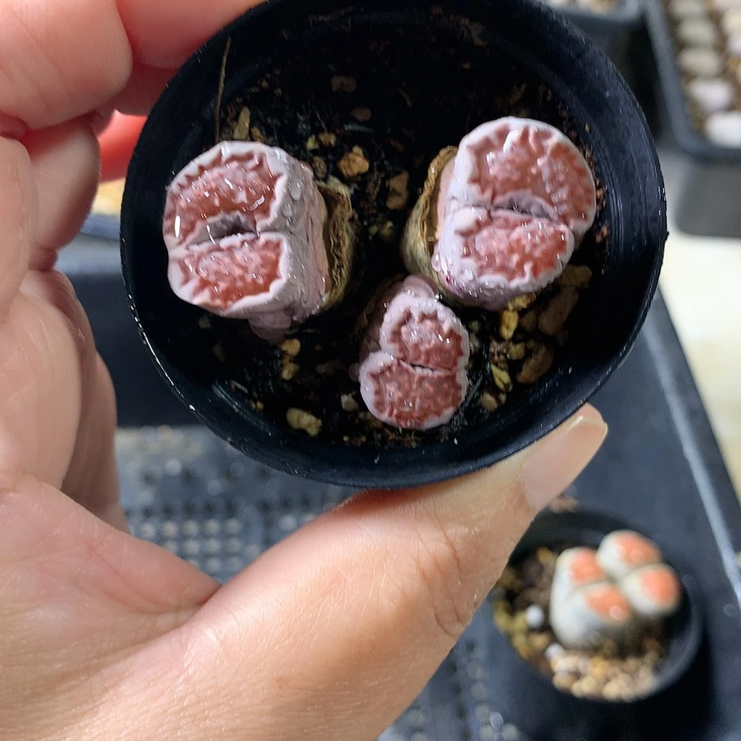 G421多肉植物保护