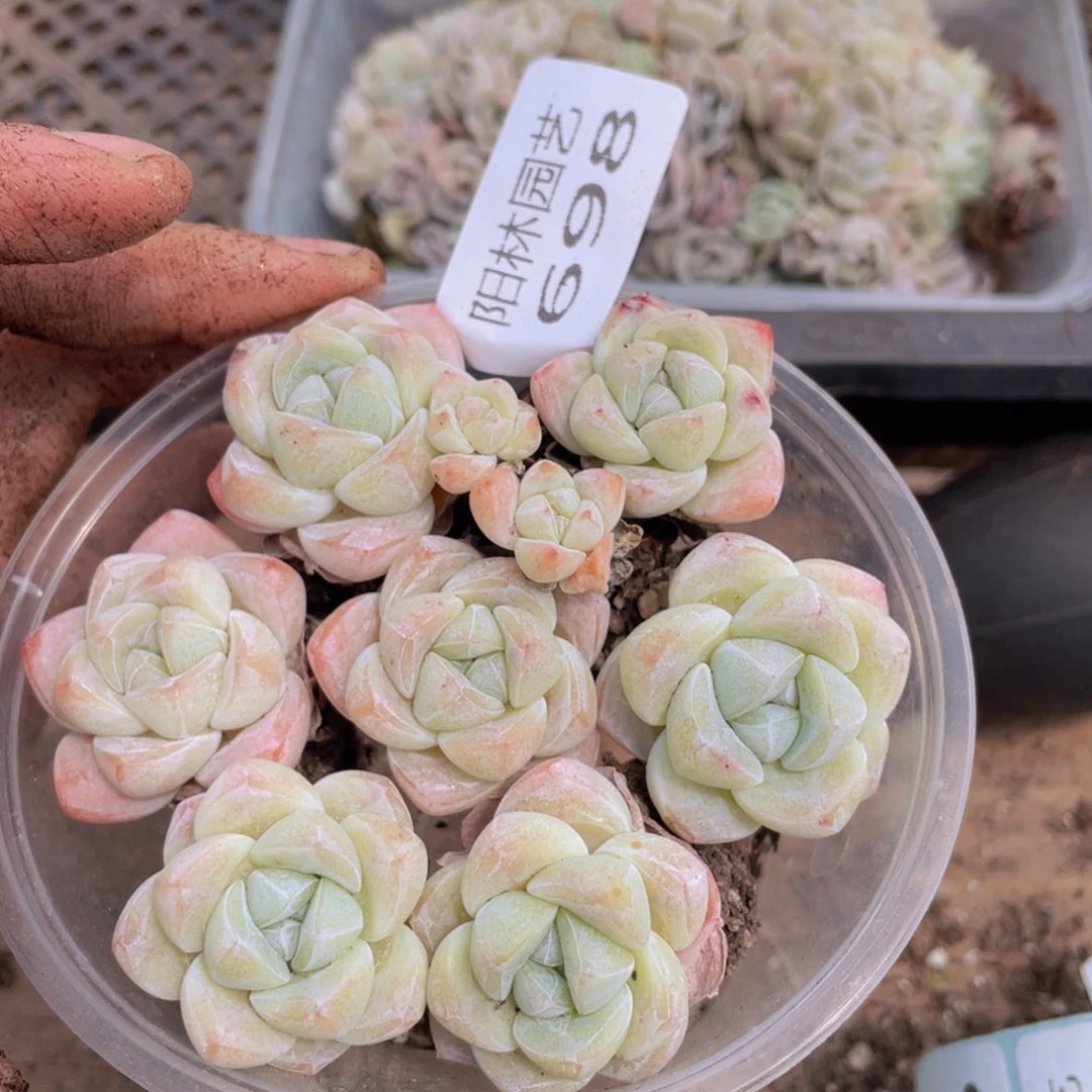 多肉植物多肉植物698