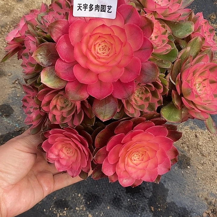 多肉植物荔枝640多肉