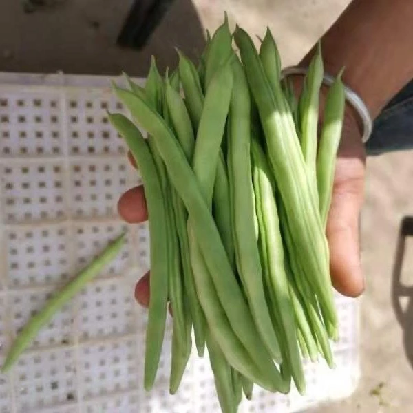 （京东包邮）新鲜四季豆