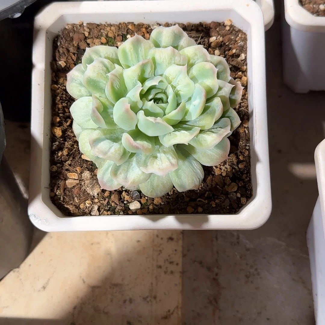 清***行泡泡纱群多肉