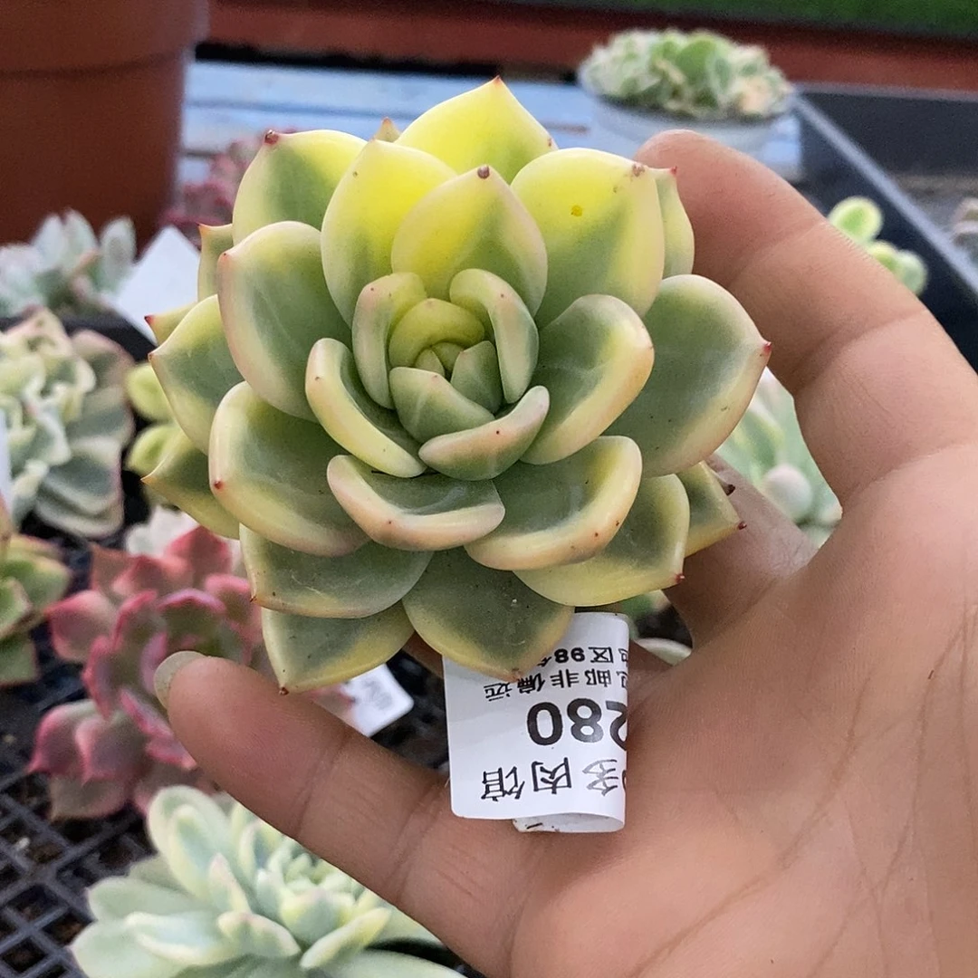 280伊莉莎白锦炸多肉植物哇啦塞，