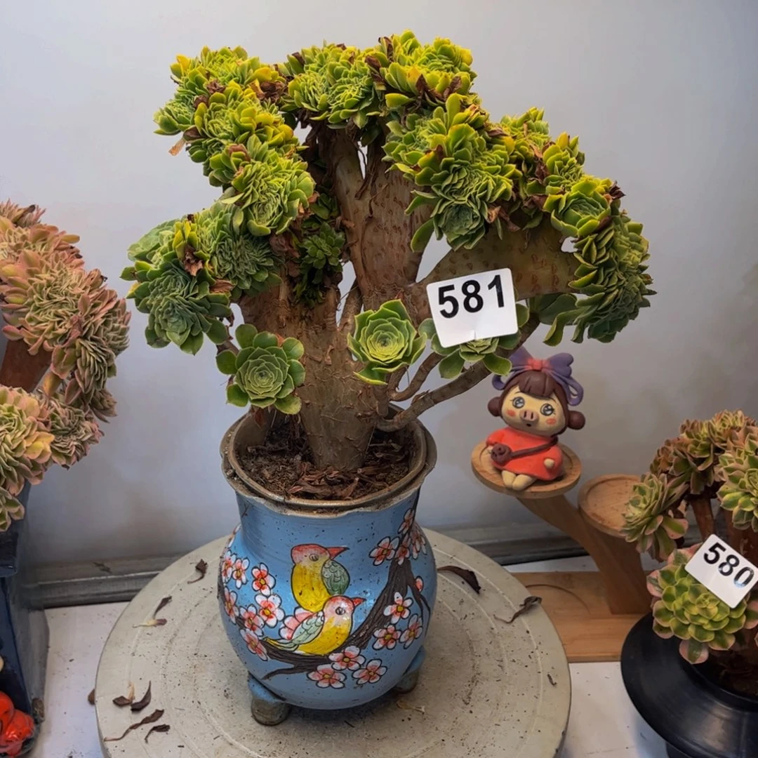 多肉植物绿杨蓉缀581