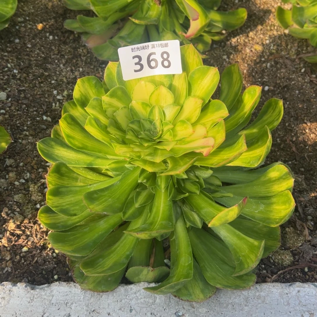 东**馆368知否多肉植物