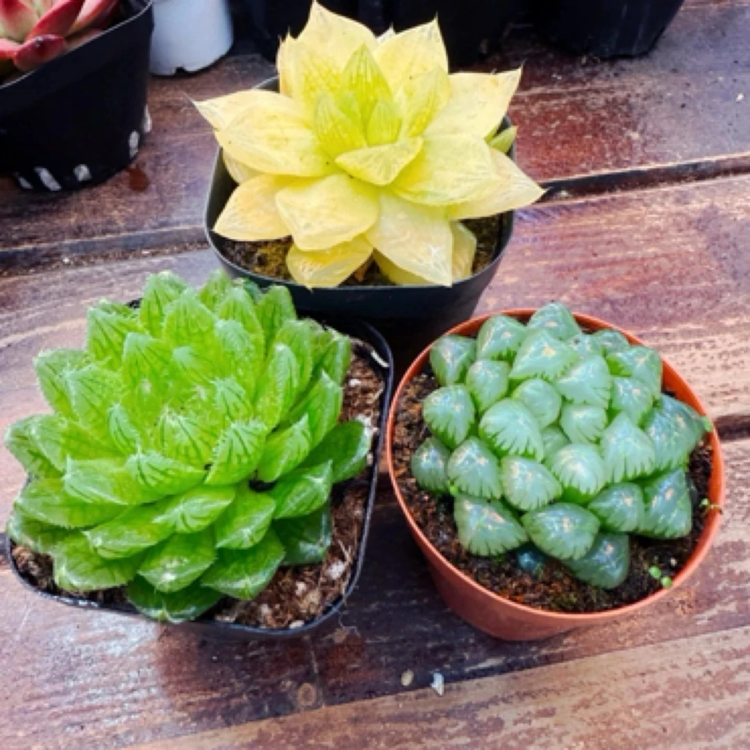 【满9.9包邮】樱水晶   姬玉露   黄金玉露带盆土6.5cm盆