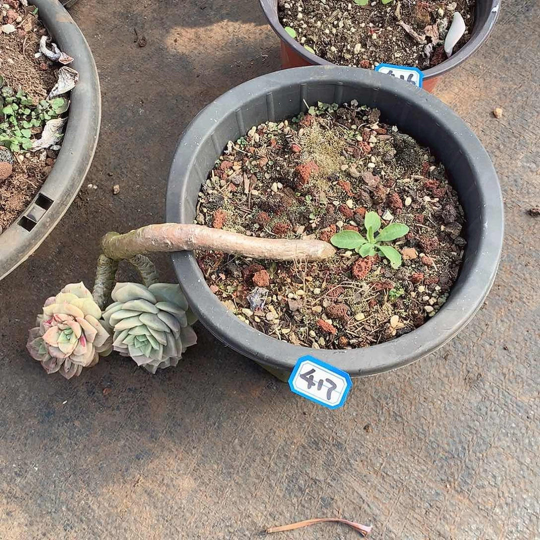 417可爱玫瑰 一物一拍多肉