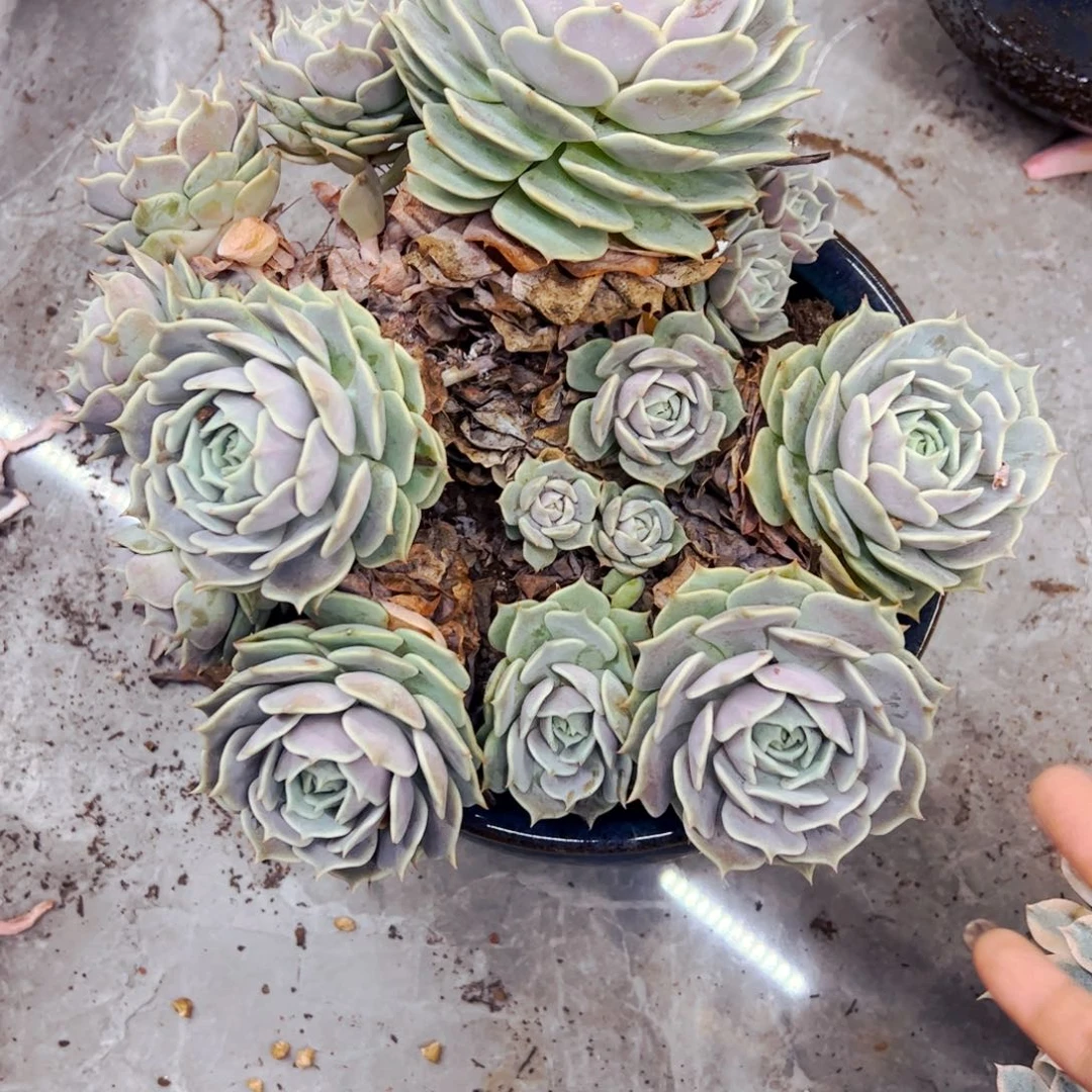 用***6多肉植物组合盆栽露娜
