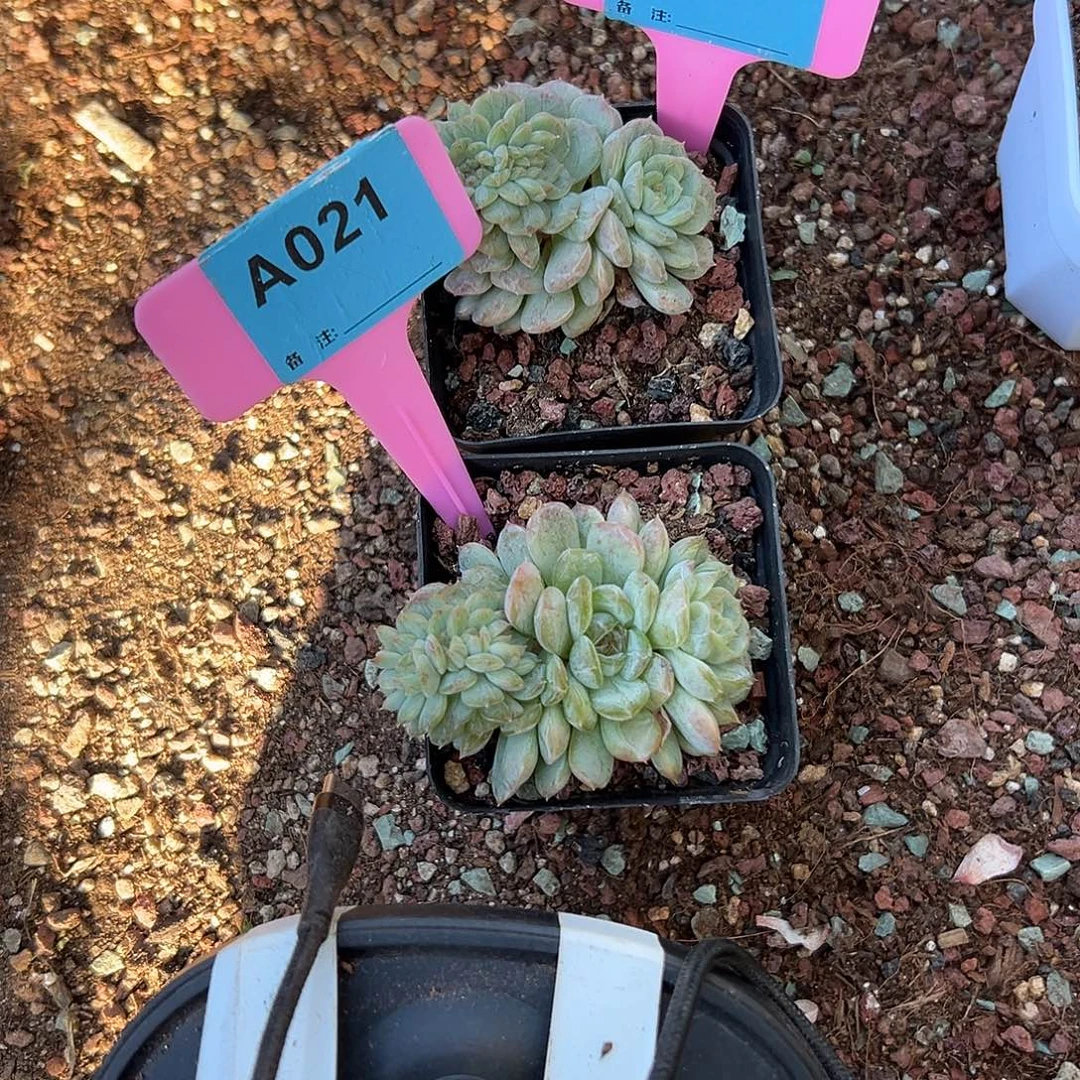 冰***蕾多肉植物一物一拍