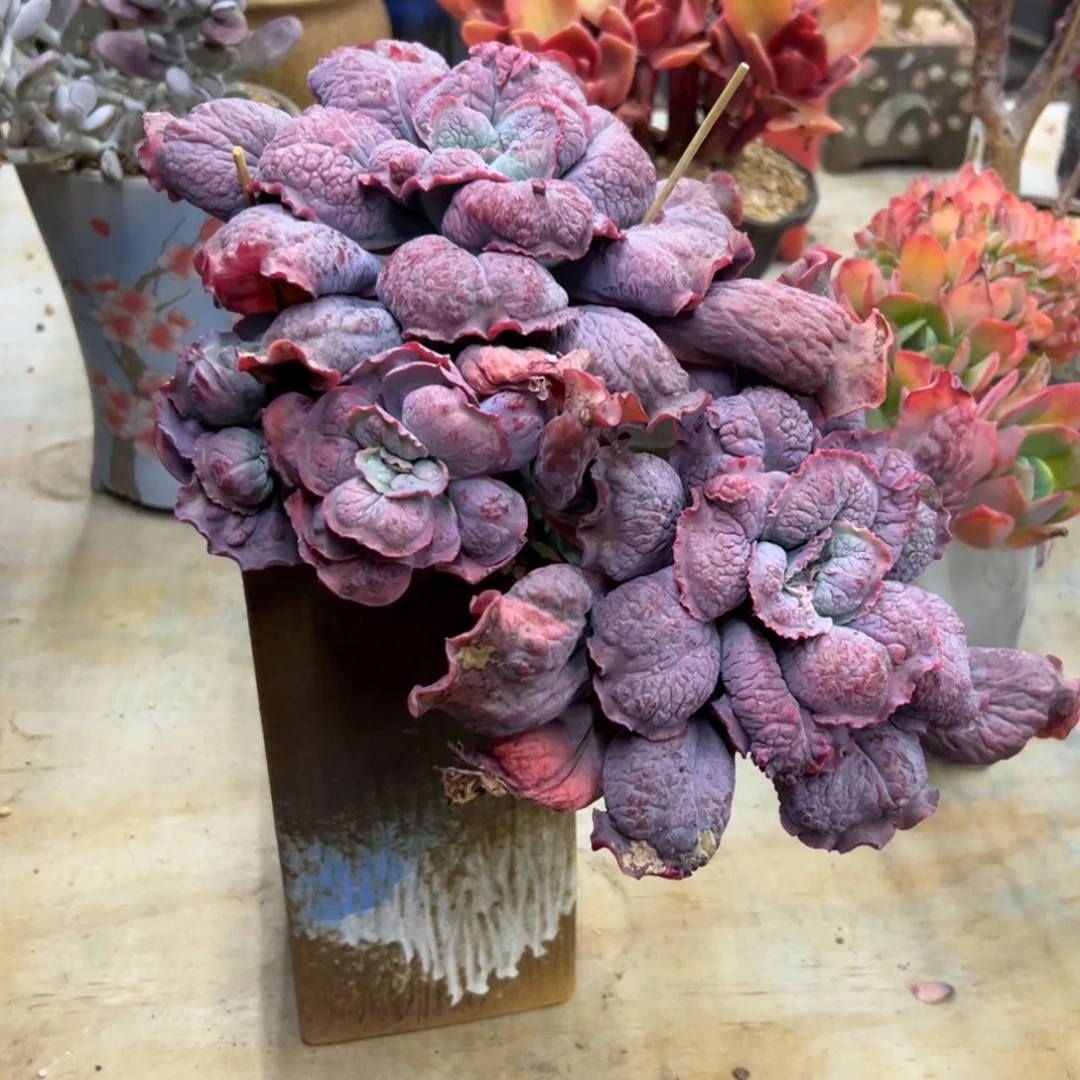 男爵有砍48 零零多肉植物