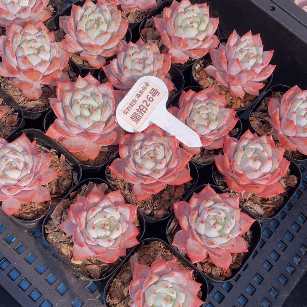 量拍26号全粉叶背韩版粉蓝鸟单头一个