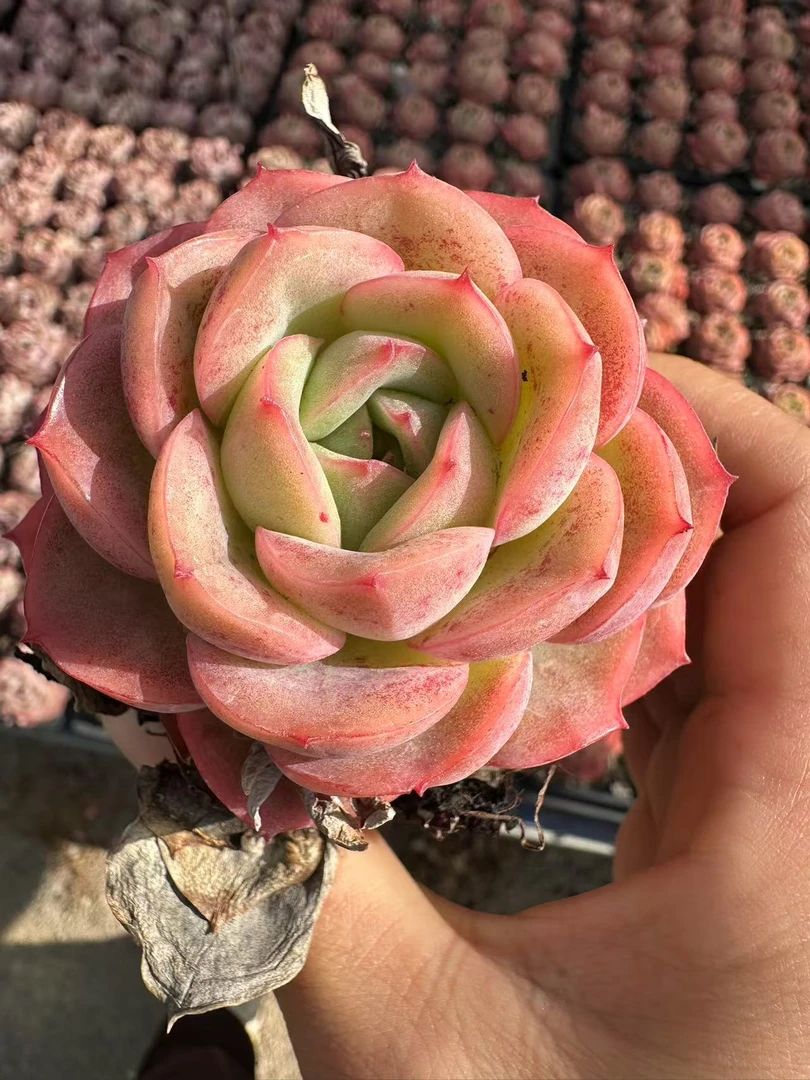 7#蟠桃多肉植物   前男友精品多肉SM429