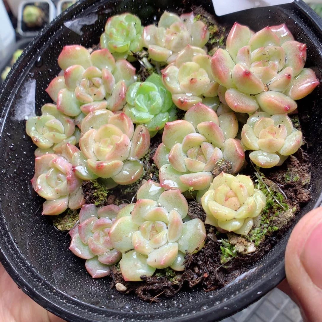 无花朵S56y y y y y y y y y y y