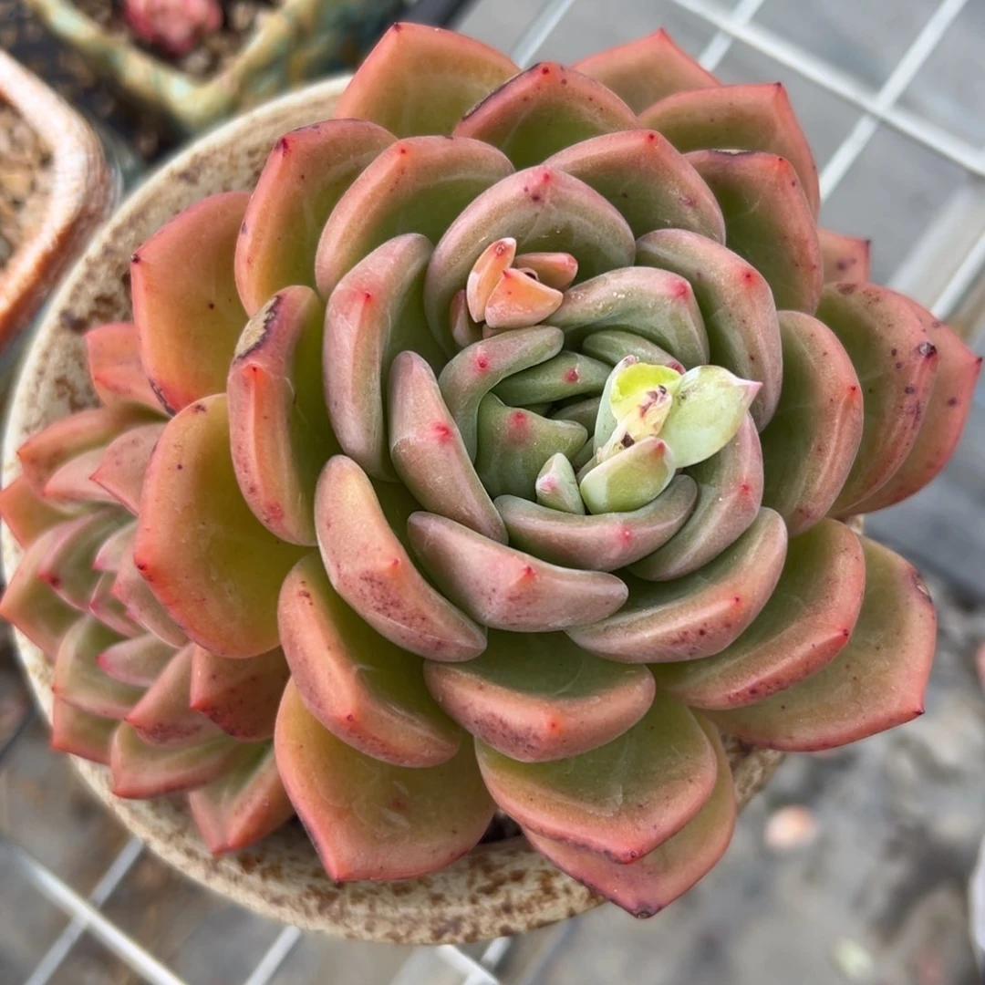 香槟精控多肉一物一拍