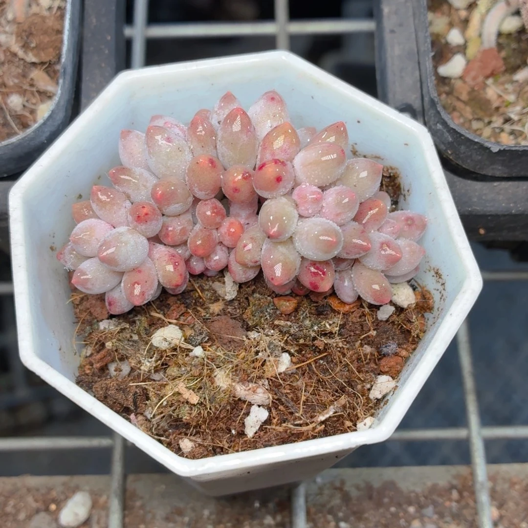 婴儿手指多肉9.9包邮发货