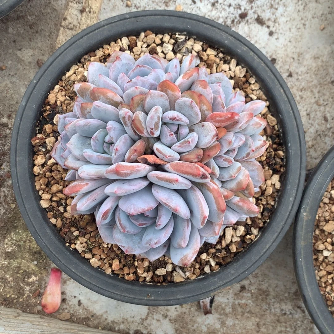 九头石榴籽花花花
