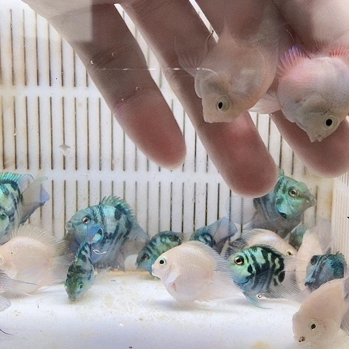 鹦鹉鱼白金一对超缩