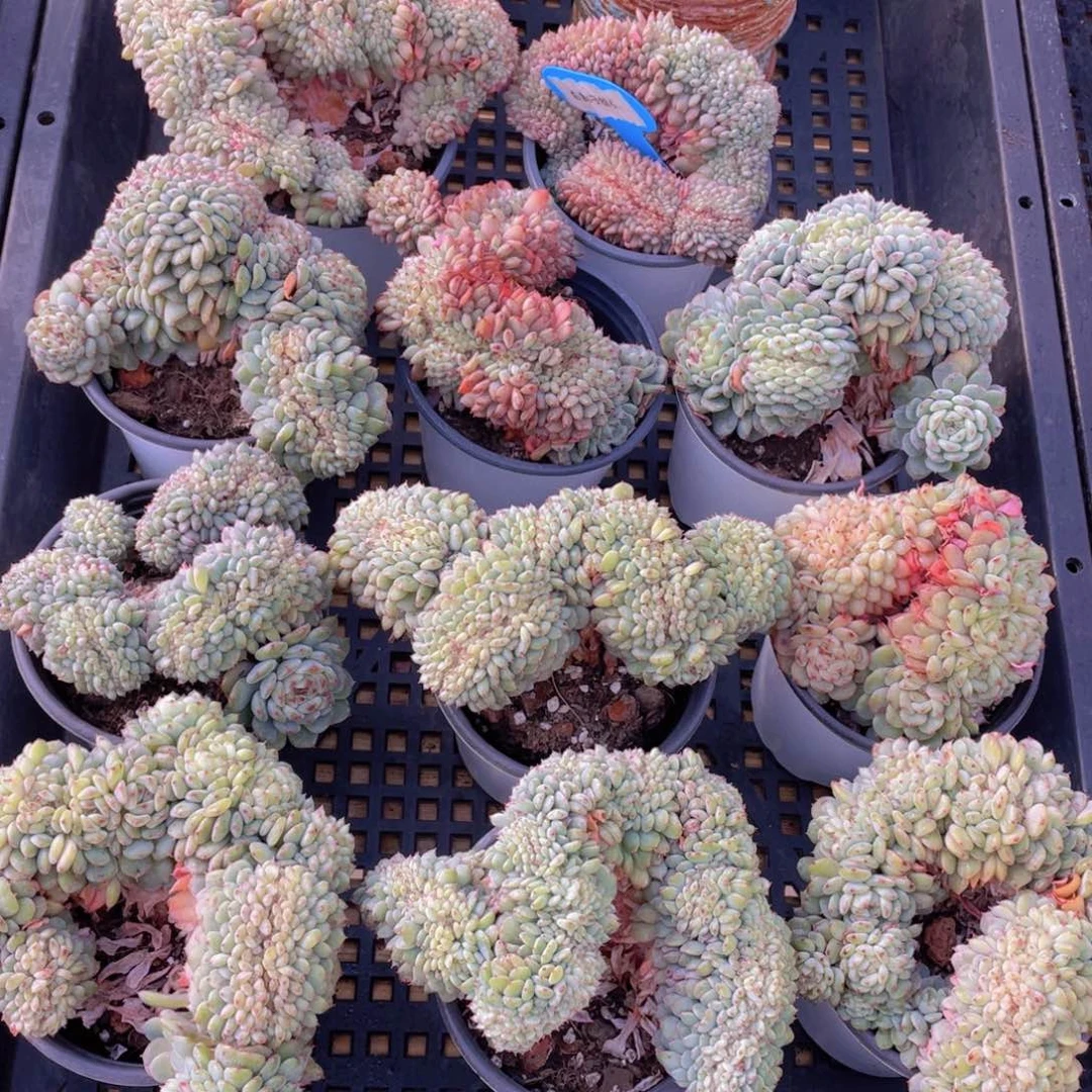 量拍64号 白胖子缀化一个