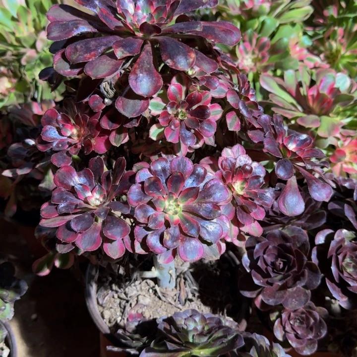 香奈儿周正15.8。