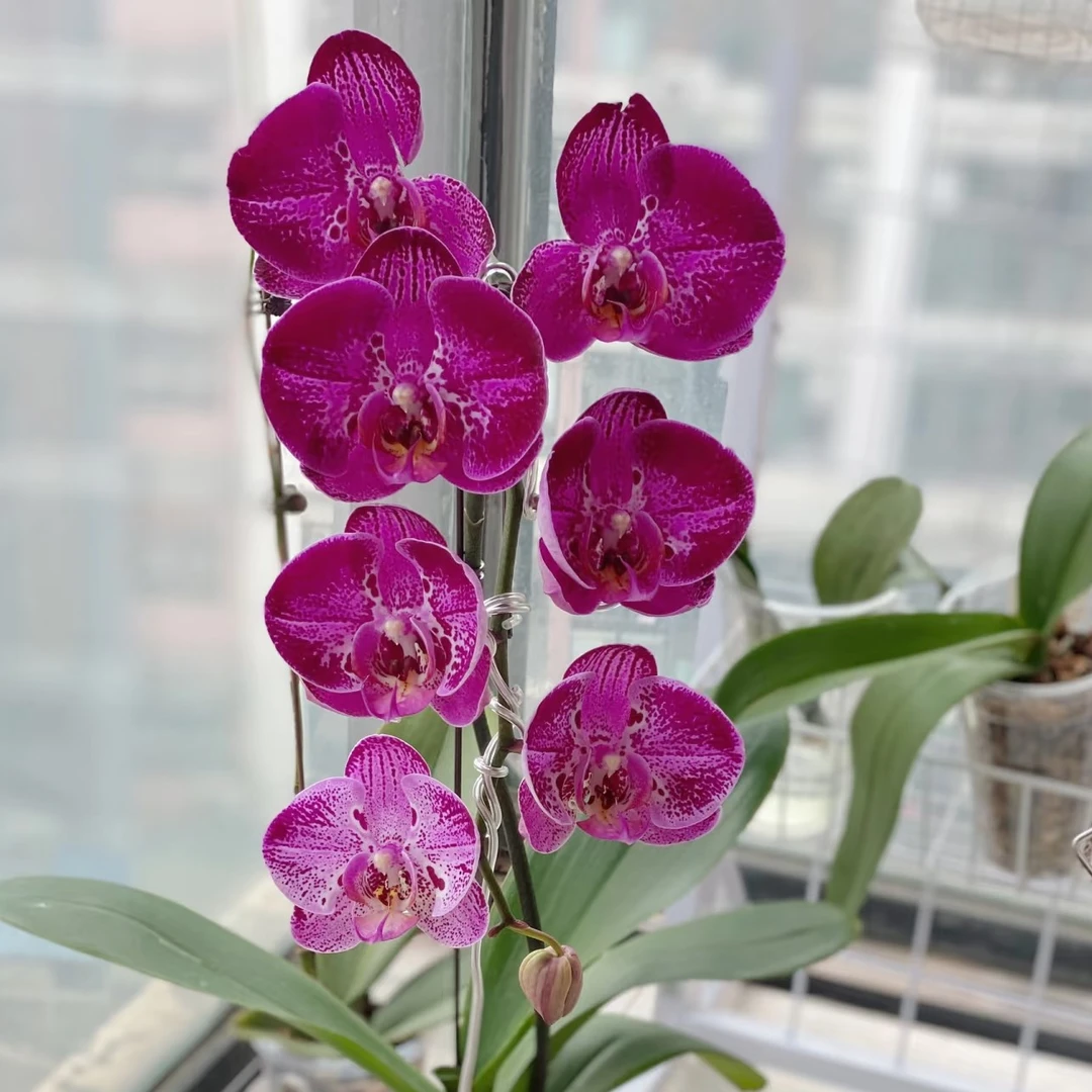 蝴蝶兰苗【黑金刚】瑕疵处理苗大花型，2.8寸杯，无花剑未开花