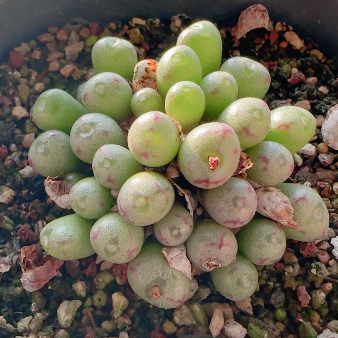 【闪购商品】21256