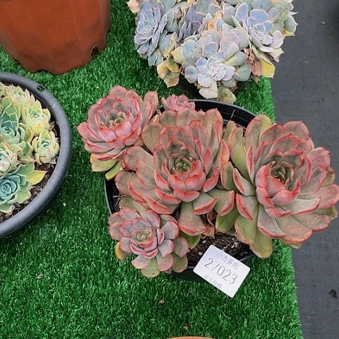 冰红茶27023生多少