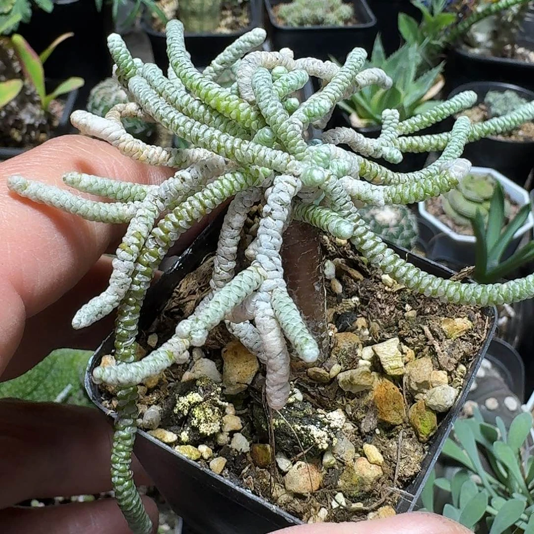 371银蚕实生脱土发货