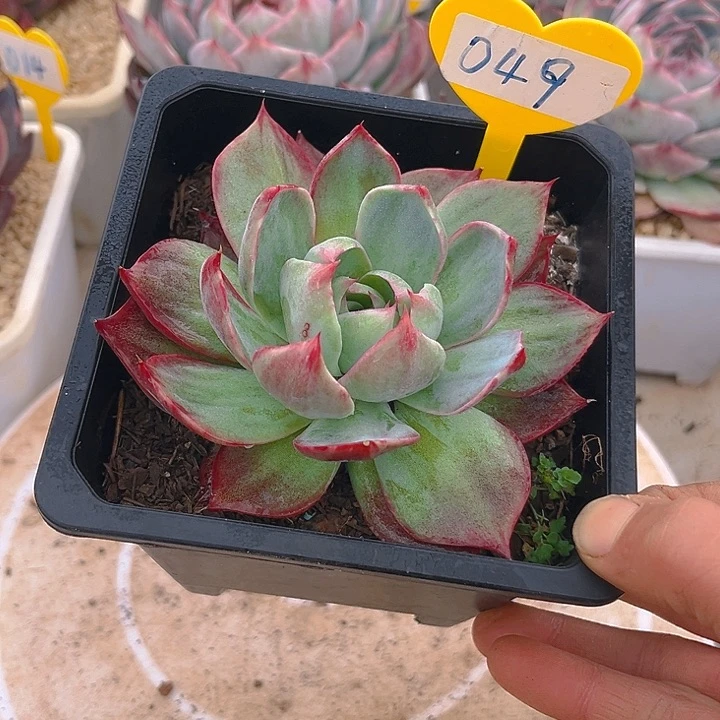 惊鸿仙子多肉植物49