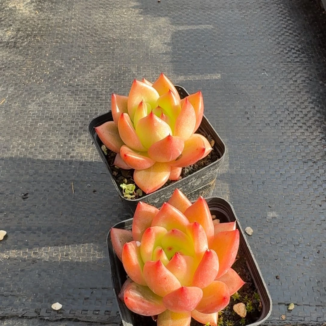 东云杂交梦露两颗量拍25-204