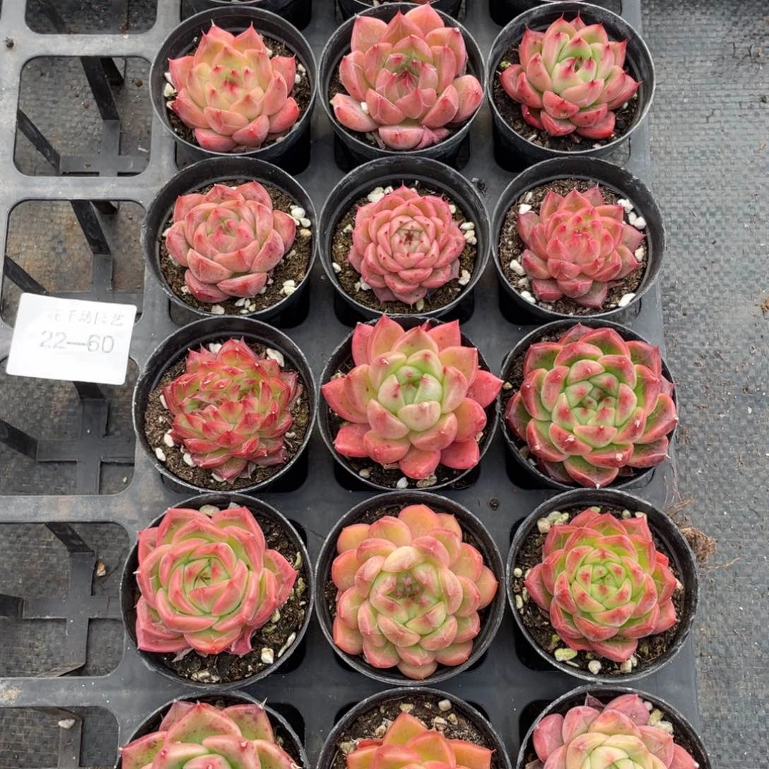 一物一拍18颗22-60