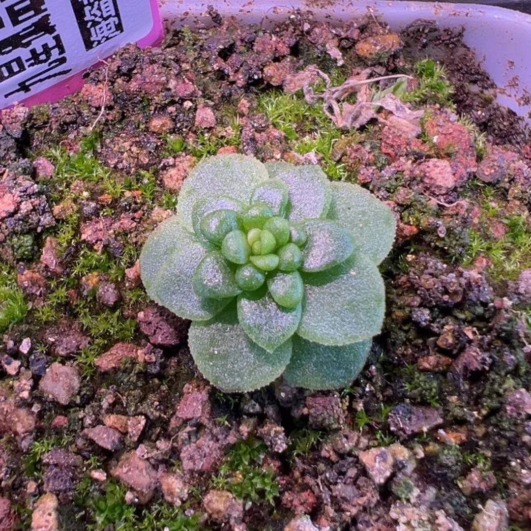 陈陈925雾影龙阙。