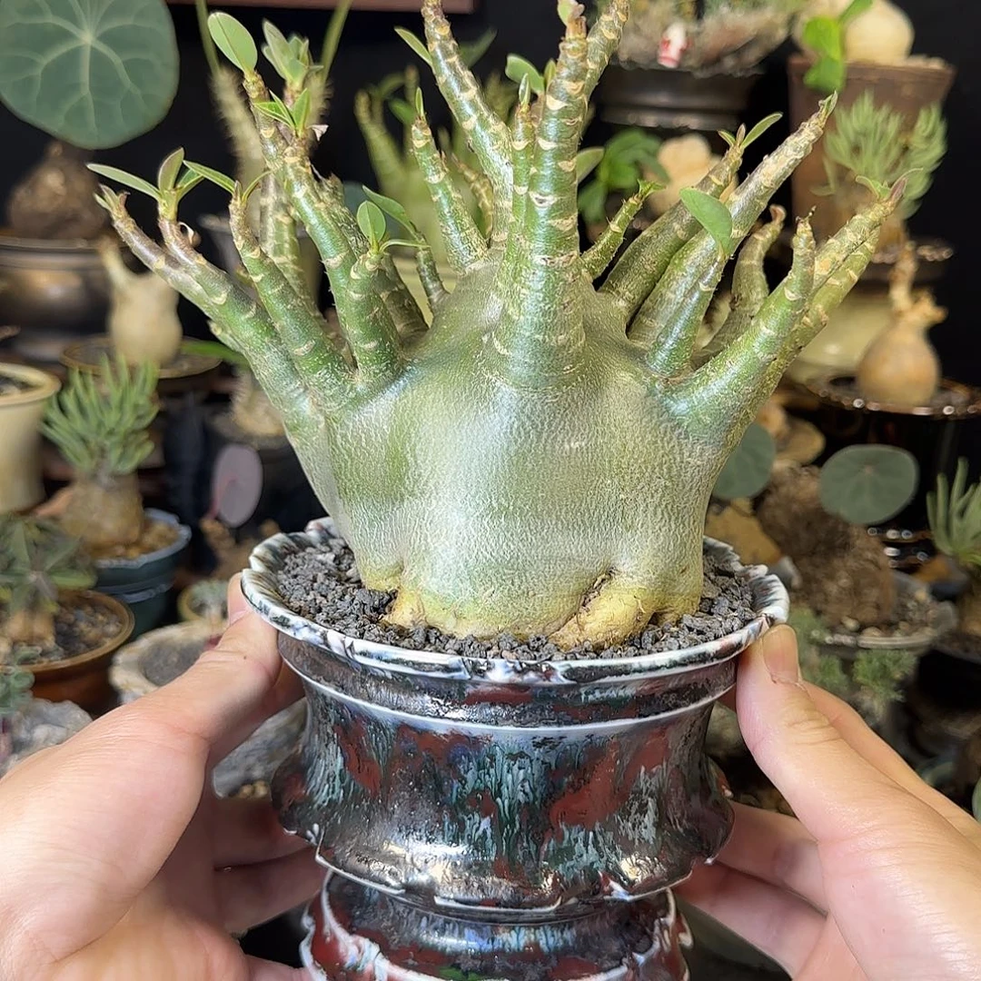 一物一拍哥斯拉沙漠玫瑰01