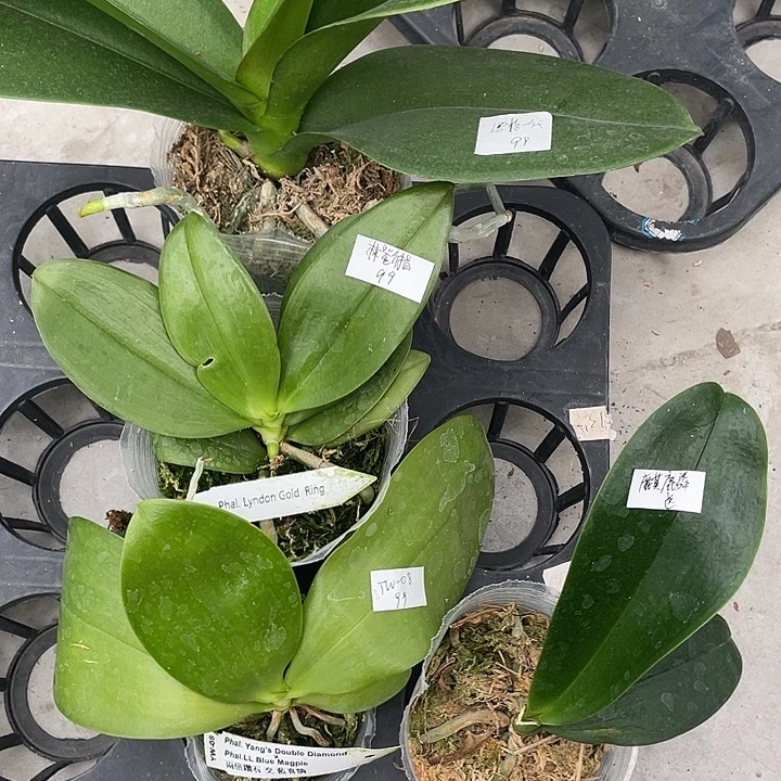 完全开放处理林登戒指➕蓝喜鹊交品➕罗格一代送麒麟4不售后