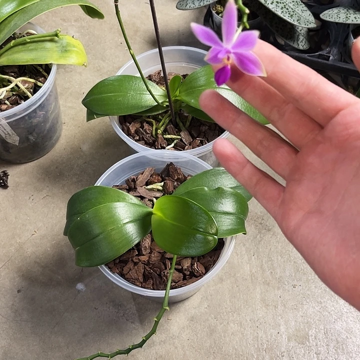 全部花苞小仙贝发货两颗不售后