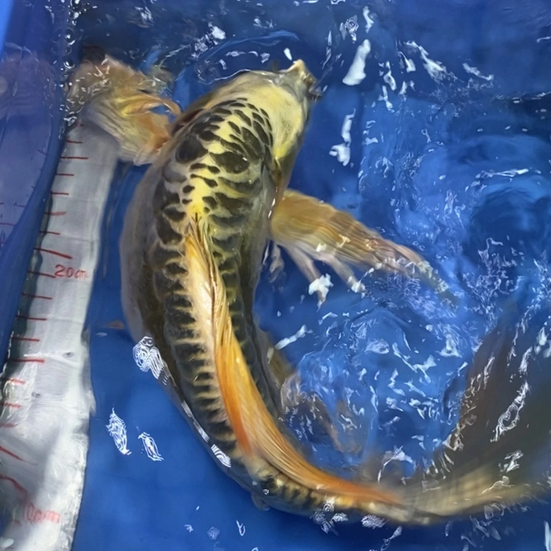 锦鲤冷水金龙包邮