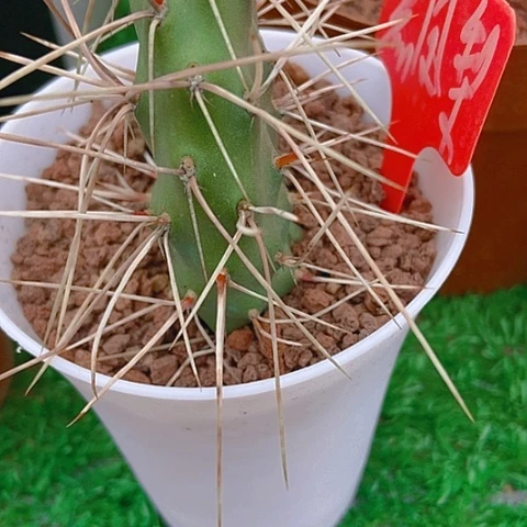 微***醺仙人掌硫磺黑凤梨一片