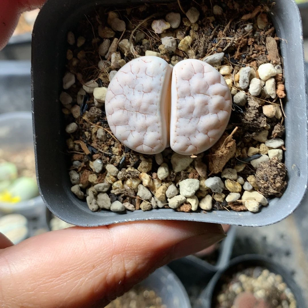 A361多肉植物保护研究所