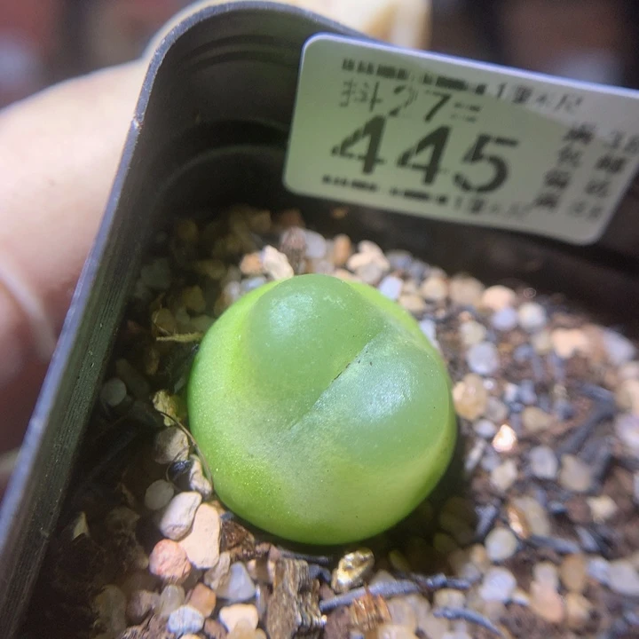 精品生石花27.445