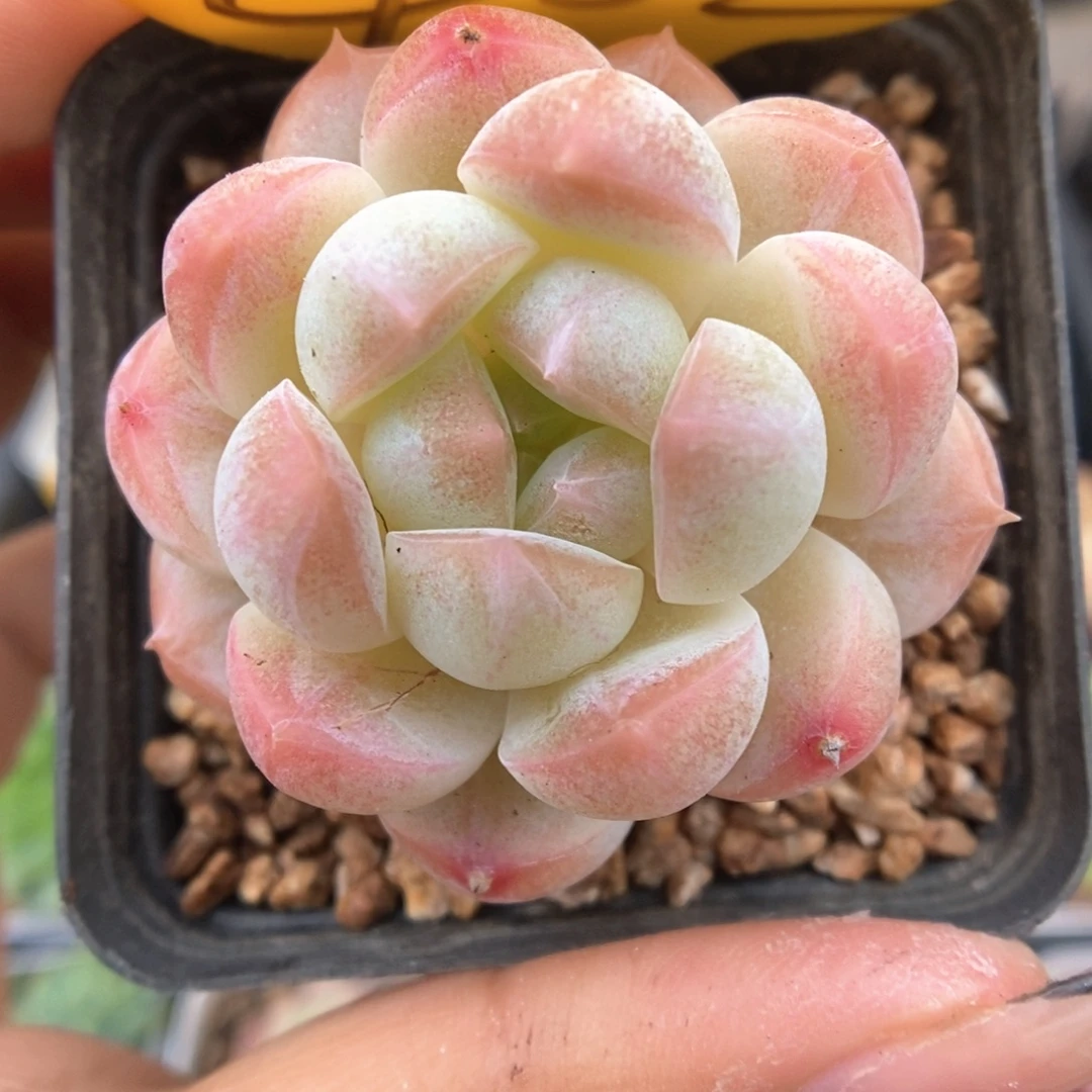 糖心珍妮可拍482号。