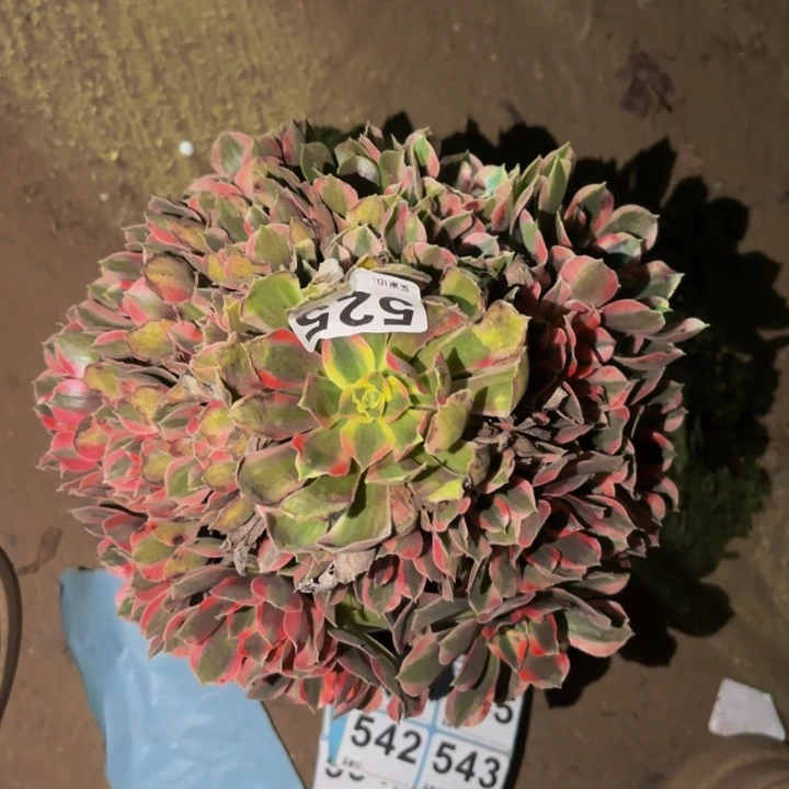 525皇后多肉植物不售后