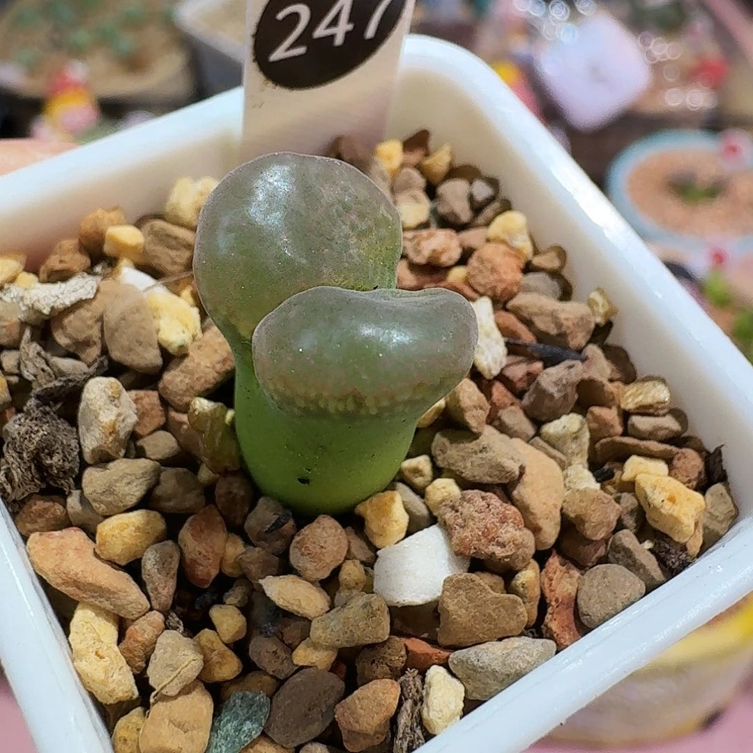 多肉植物福利风铃247