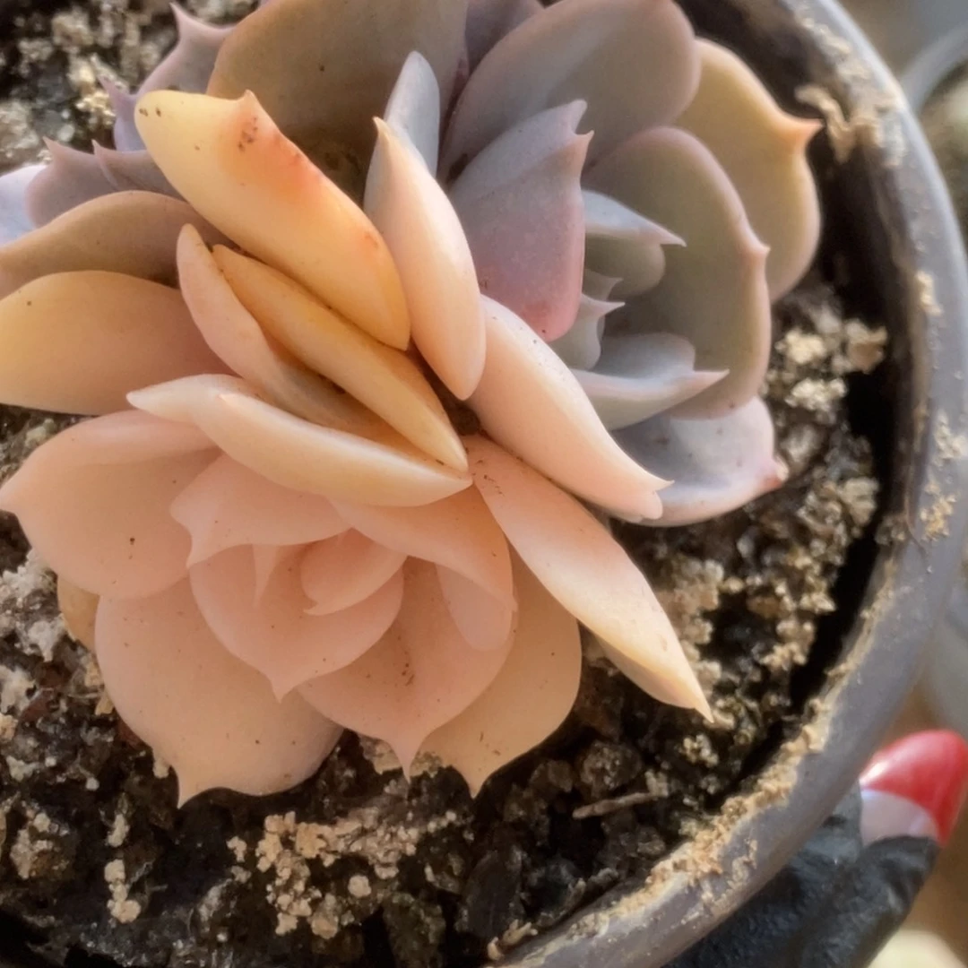 420双子座锦锦锦锦锦锦